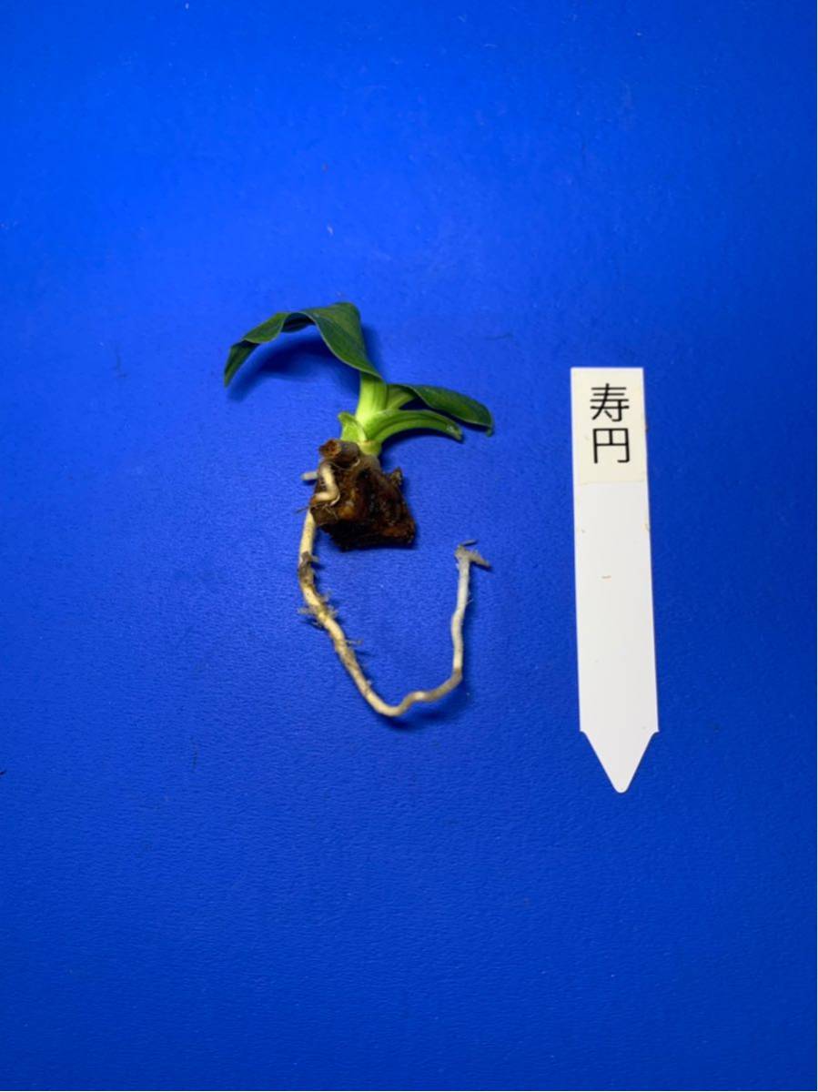 万年青 羅紗系 おもと 寿円(壽圓) オモト – 棚整理特価！万年青 おもと