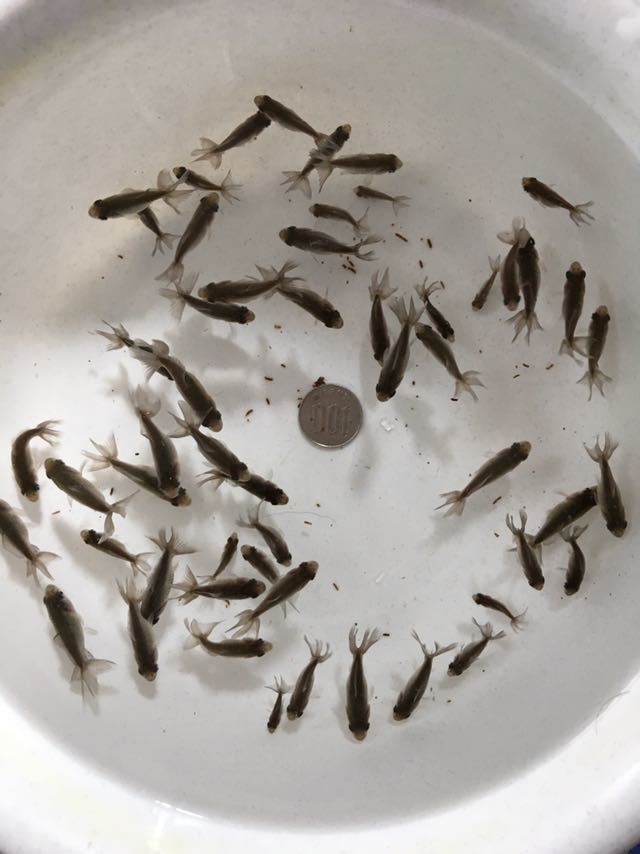 高品質，人気セール 喜 地金 2019年稚魚 洗面器全部 愛知県天然記念物 3月4日 月曜日発送限定 M-005(金魚)｜売買されたオークション情報、yahooの商品情報をアーカイブ公開 - オークファン その他