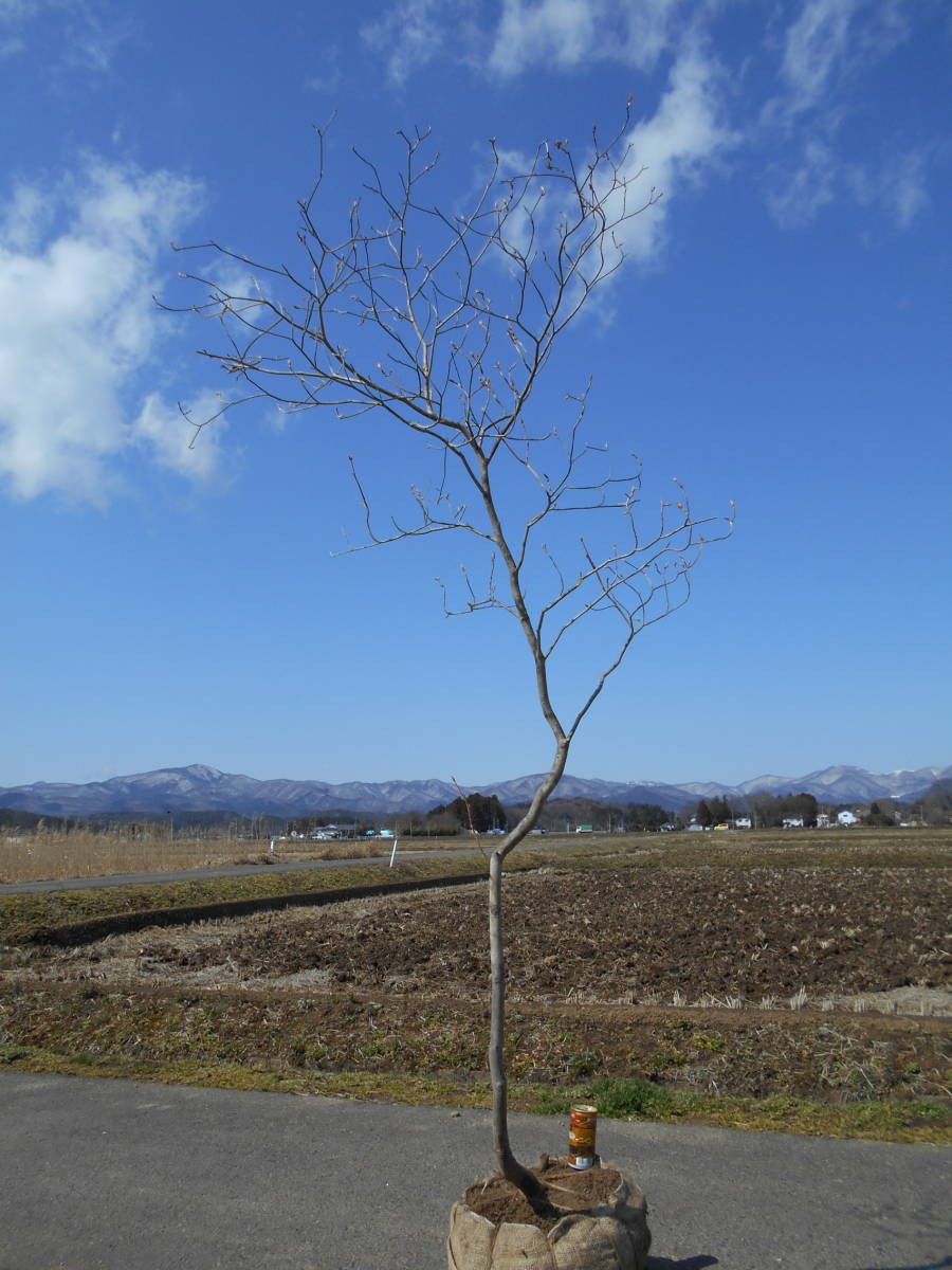 ◆◆ミツバツツジ　山取　　◆◆２６２