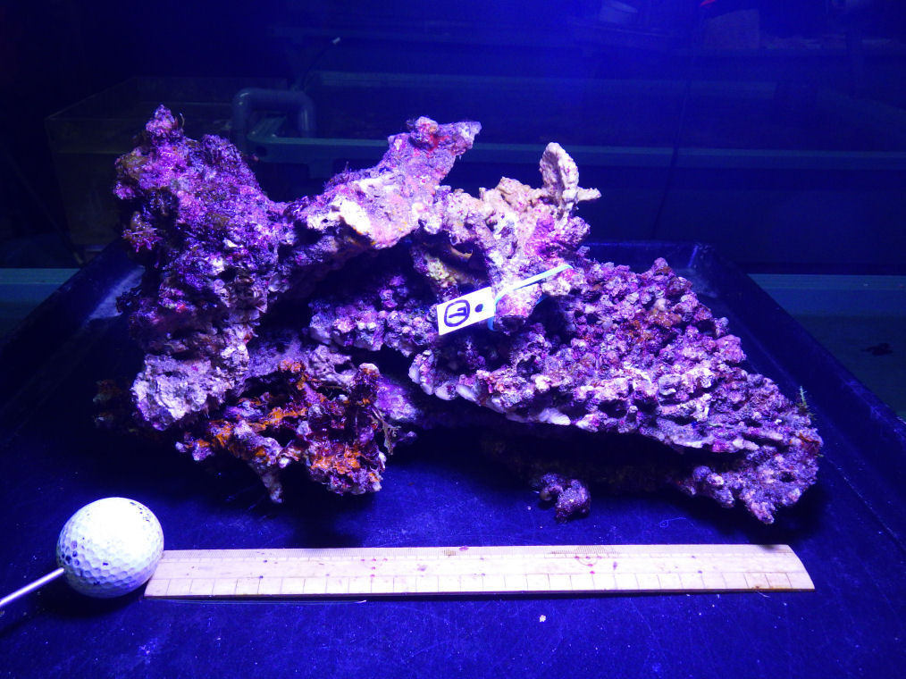 セール，爆買い kainazzo 特選ライブロックセット 複数個 -⑦ 3.2ｋｇ(海水魚)｜売買されたオークション情報、yahooの商品情報をアーカイブ公開 - オークファン 海水魚
