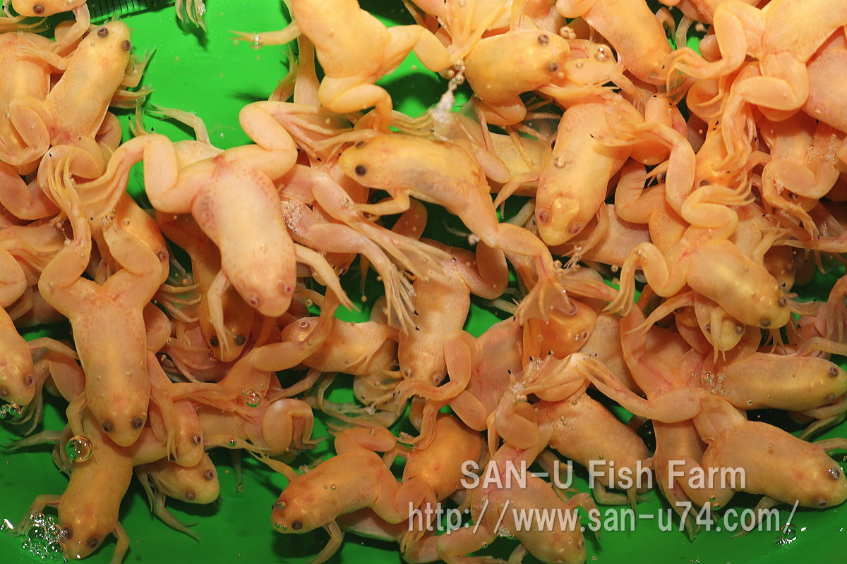 アルビノ アフリカ ツメガエル 250匹セット 2 3cmぐらい 爪蛙 活餌 アロワナ 大型魚 活き餌 生物飼料 お届け地域制限あり エサ 売買されたオークション情報 Yahooの商品情報をアーカイブ公開 オークファン Aucfan Com