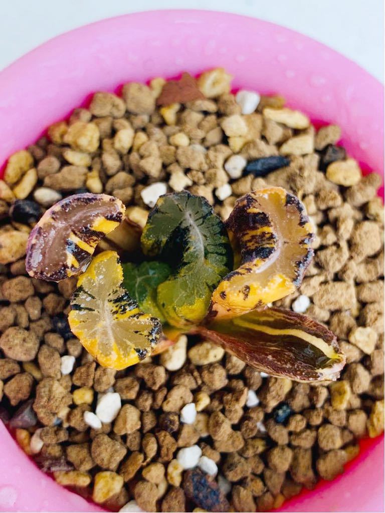 多肉植物 ハオルチア 白妙万象錦 極上斑 ハオルチア 万象錦 白妙 極上斑 ハオルチア 多肉植物 万象 白妙 極上斑