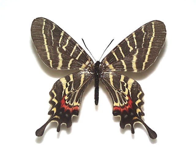 外国産蝶標本 ウンナンシボリアゲハ A-♀ 中国・四川省 産 □外国産