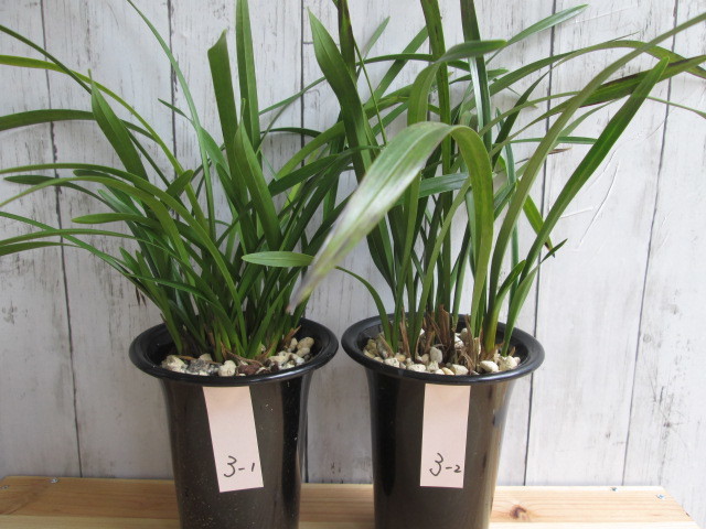 5.5寸。「花芽4個」2鉢セット。白花金稜辺。蜜蜂誘引蘭