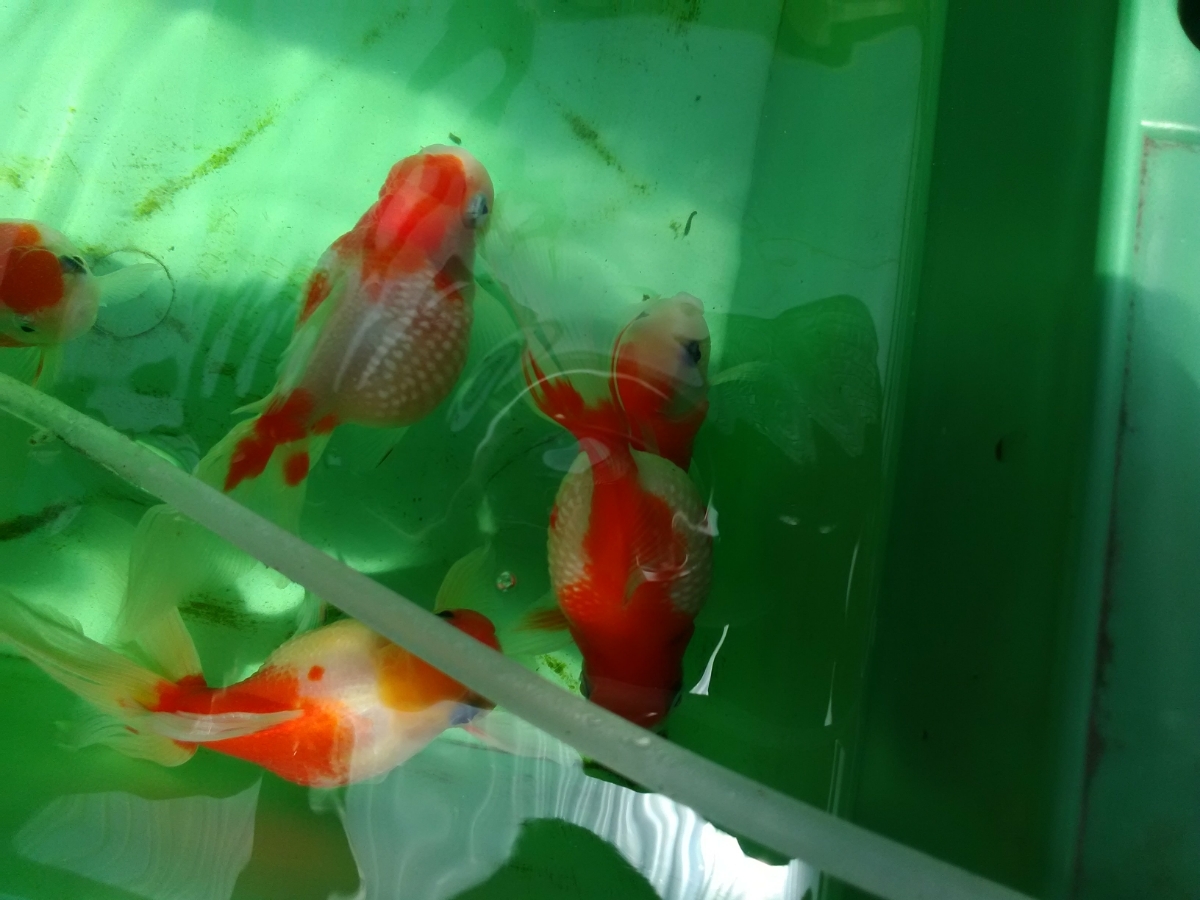【新作登場，本物保証】 浜錦3歳6匹せっとペアー(金魚)｜売買されたオークション情報、yahooの商品情報をアーカイブ公開 - オークファン その他