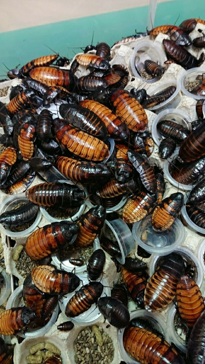 マダガスカルゴキブリ 60匹+6匹 マダガスカルゴキブリ | : ジオ