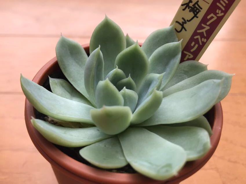 梅子 ミックスべリア おらいさん苗 抜き苗 多肉植物