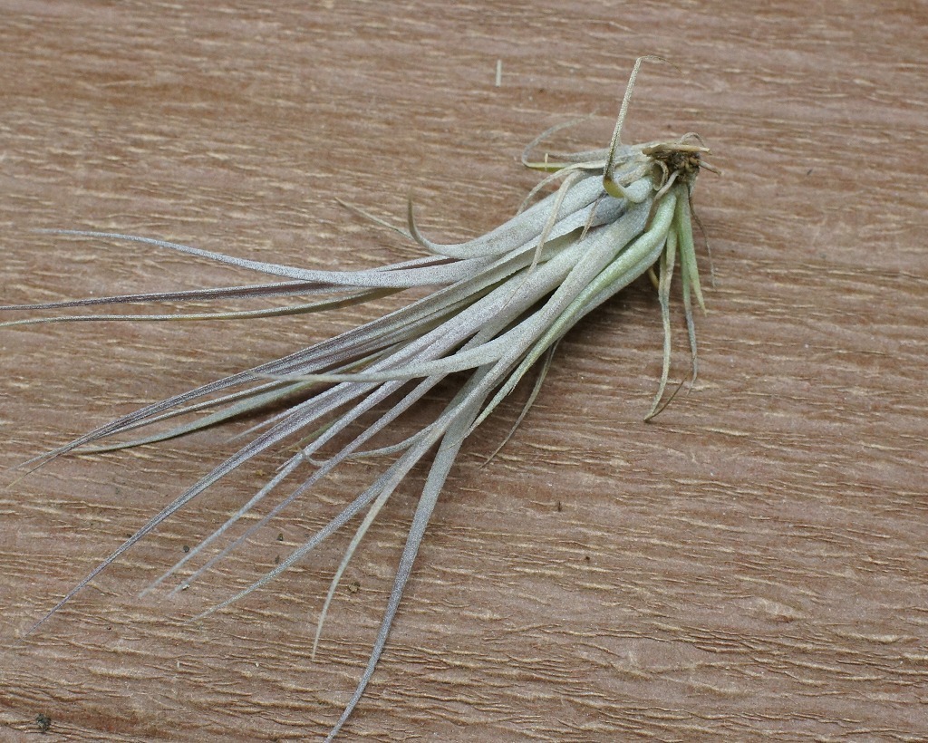 Tillandsia 'Silver Queen' チランジア シルバークイーン★エアープランツRF★第四種送料無料★1円スタート!!
