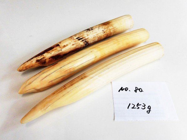 カバ牙 NO.80 河馬カバ牙 総重量 1253g 鯨歯や象牙以上に硬質 漁具・疑似餌