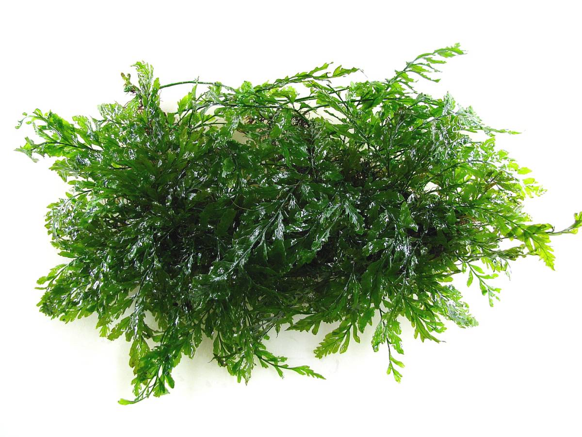 ◇Grass Gate◇大株！ボルビティス・ヒュディロッティ 流木◇ ◇Grass