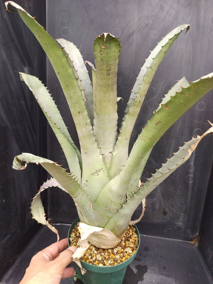 Hohenbergia edmundoi'Extra large' ホヘンベルギア エドムンドイ