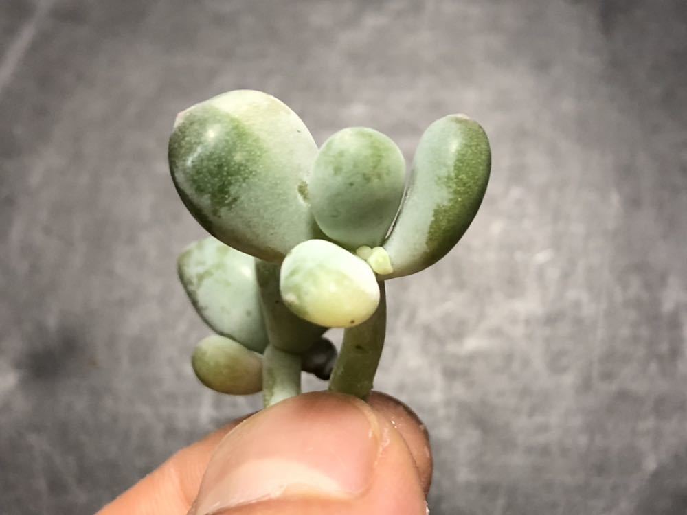 確認用 艶美人錦 多肉植物 パキフィツム 確認用艶美人錦多肉植物