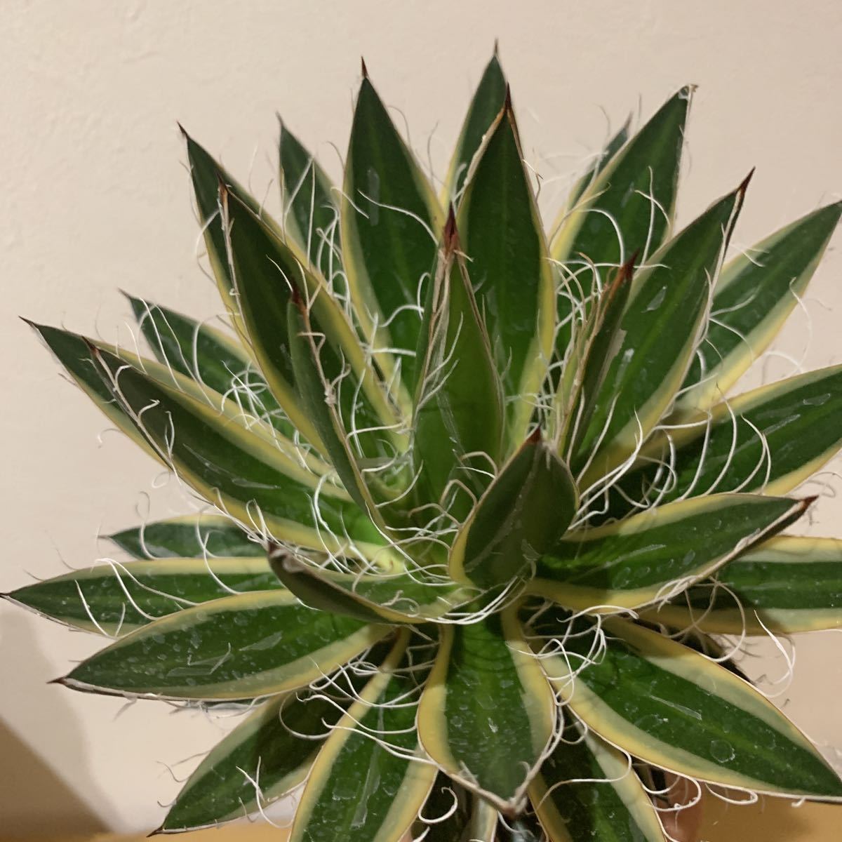 珍・フィラメント系アガベ 白糸の王妃錦(大株) 珍・フィラメント系