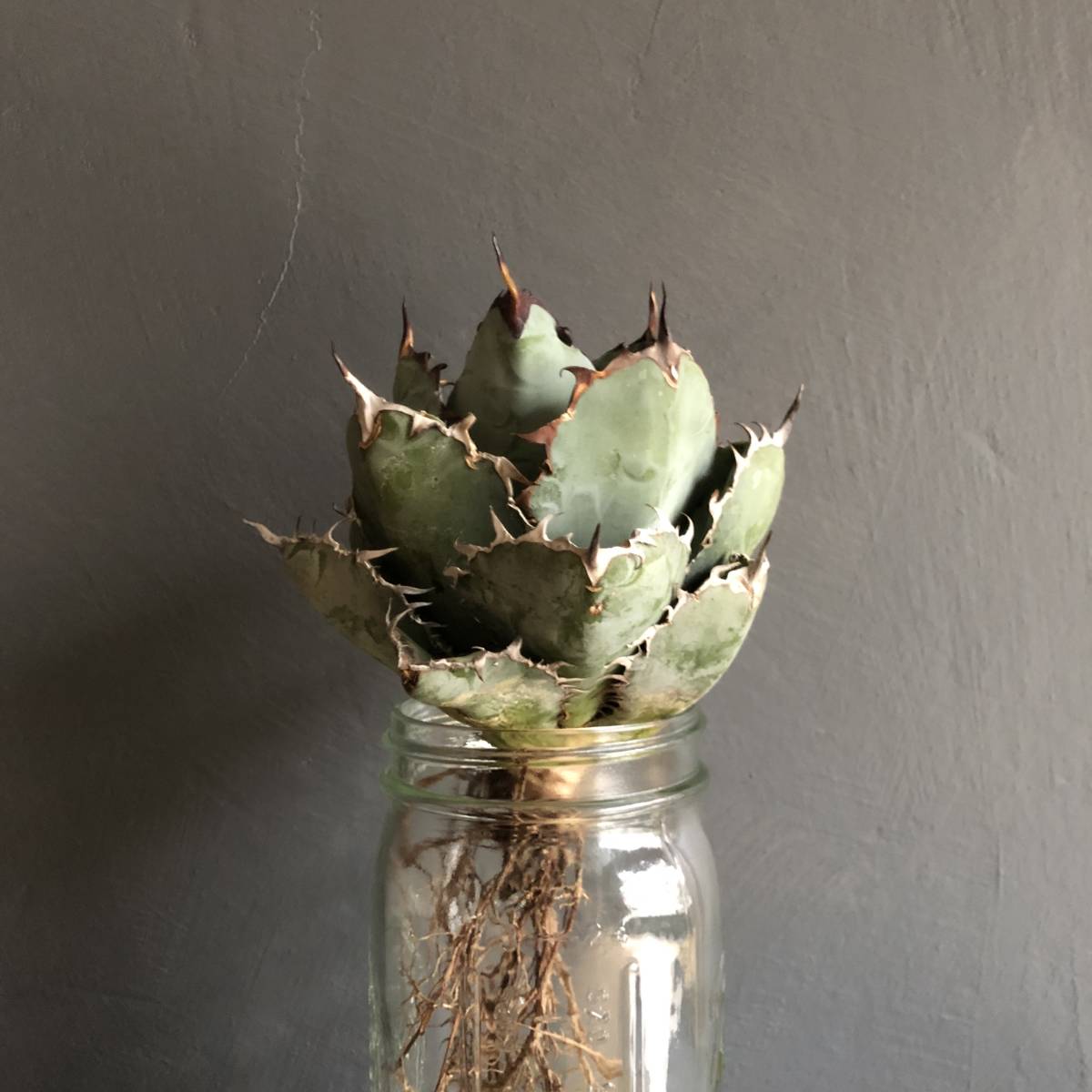 【限定美株】LN-38 アガベ　チタノタ　‘ブラックアンドブルー’08 w約15cm 【輸入株】【強棘小株】