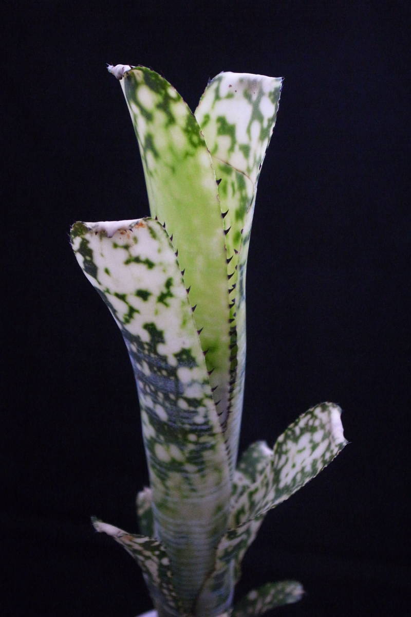  ライムストーン Limestone ビルベルギア Billbergia ドミンゴス マルティンス交配 Domingos Martins(アナナス)｜売買されたオークション情報、yahooの商品情報をアーカイブ公開 - オークファン アナナス