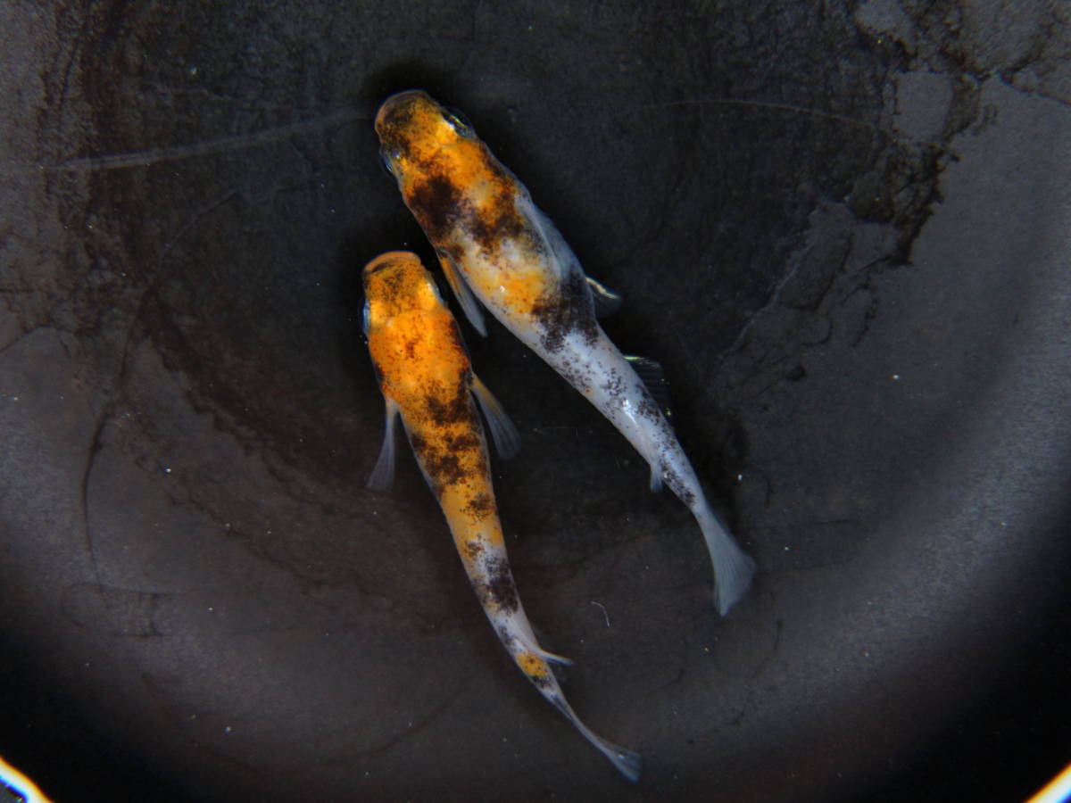 新作入荷，低価 光輝園 雲州三色 １ペア①(めだか)｜売買されたオークション情報、yahooの商品情報をアーカイブ公開 - オークファン めだか