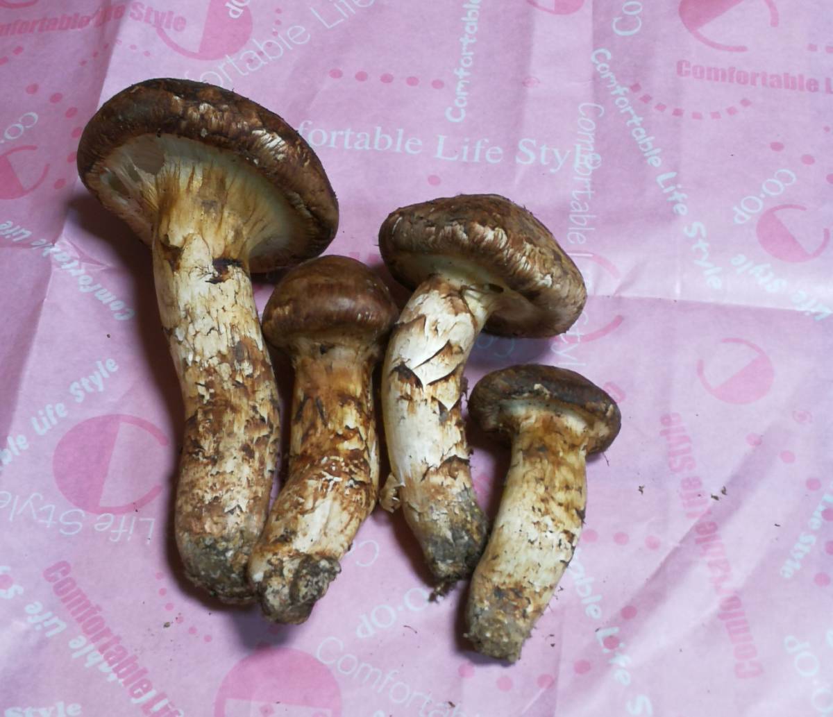 松茸」matutake 秋の味覚の王様松茸⁄マツタケ⁄まつたけ⁄純国産⁄226g特