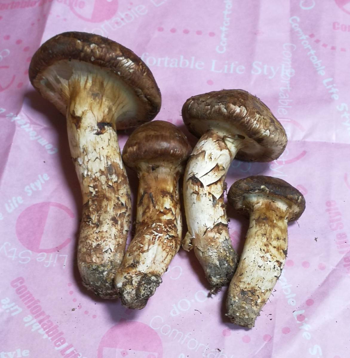 松茸」matutake 秋の味覚の王様松茸⁄マツタケ⁄まつたけ⁄純国産⁄226g特