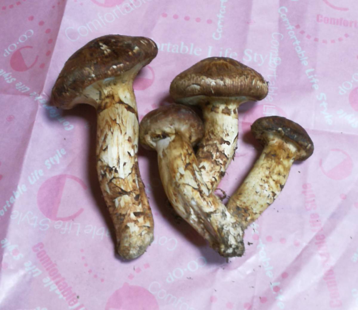 松茸」matutake 秋の味覚の王様松茸⁄マツタケ⁄まつたけ⁄純国産⁄226g特