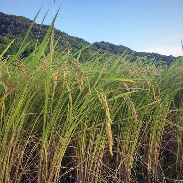 新米 令和元年収穫 島根県 出雲市 奥田儀産 こしひかり 玄米24.5㎏ 