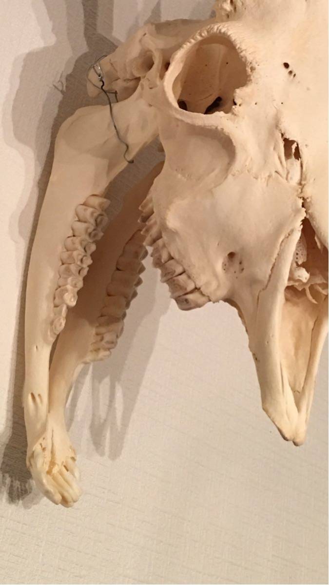 ヤギ 山羊 完全 頭骨 標本 美品！頭蓋骨 骨 スカル 骨格標本 剥製