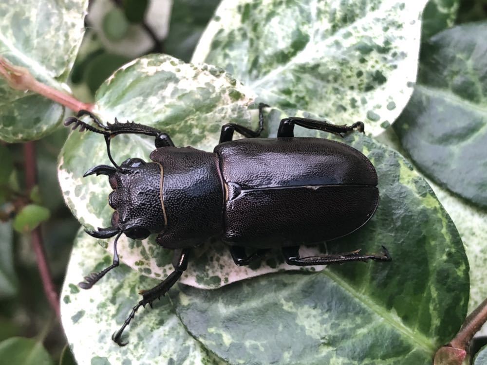 超美麗!! パープルブルー メタリフェルホソアカ ペア