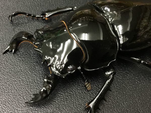 ★☆★1円スタート！！★☆★ M.タランドゥス　新成虫ペア　　No2