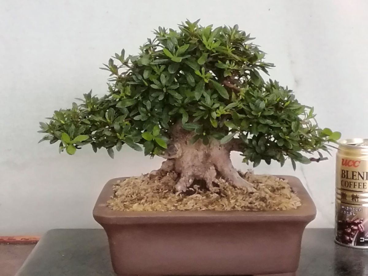 さつき屋 皐月盆栽 五光 小品サイズ 特級品 皐月 さつき 売買されたオークション情報 Yahooの商品情報をアーカイブ公開 オークファン Aucfan Com