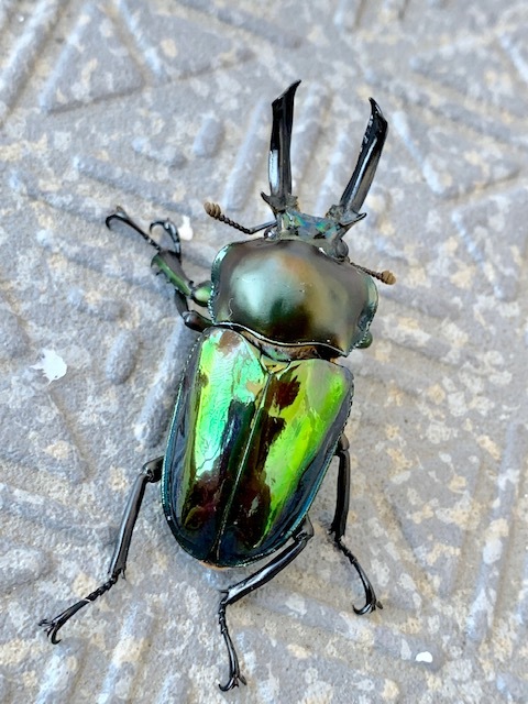 送料込み！】ニジイロクワガタ 青緑緑ペア ペア hiiro限定 insect