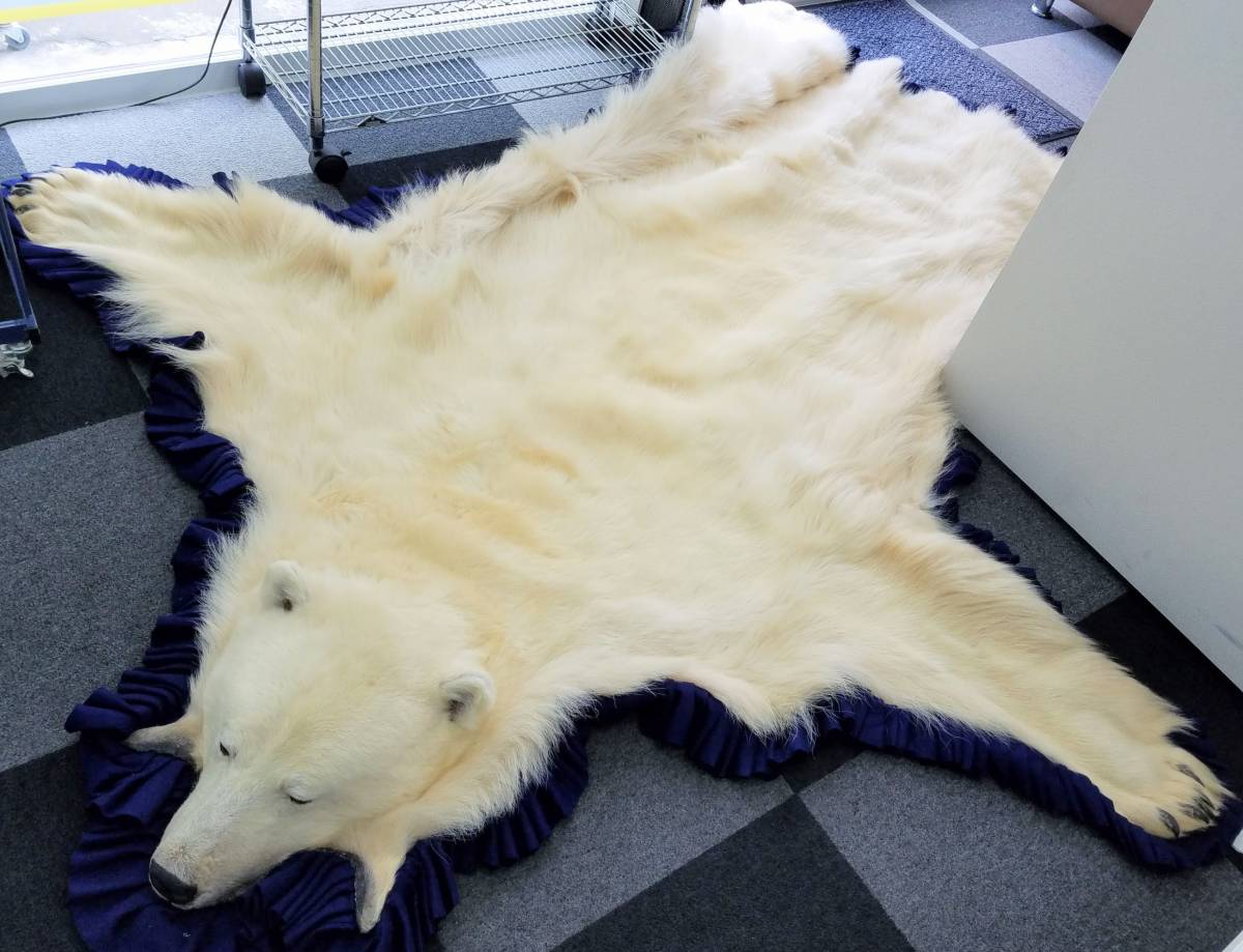  特大 白熊 北極熊 ラグ カーペット シロクマ 毛皮絨毯 ラグマット 絨毯 敷物 全長267cm 爪あり/ホッキョクグマ 剥製 本物 リアルファー(その他)｜売買されたオークション情報、yahooの商品情報 その他