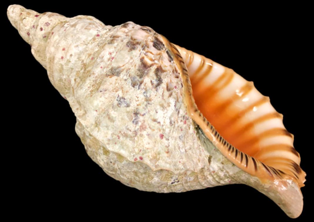 法螺貝 超特大 約42cm級 超重量級 約1.5kg ホラガイ ホラ貝 ほら貝 法螺貝 特大 約40cm級 超重量級 約1.5kg ホラガイ ホラ貝 ほら貝 貝
