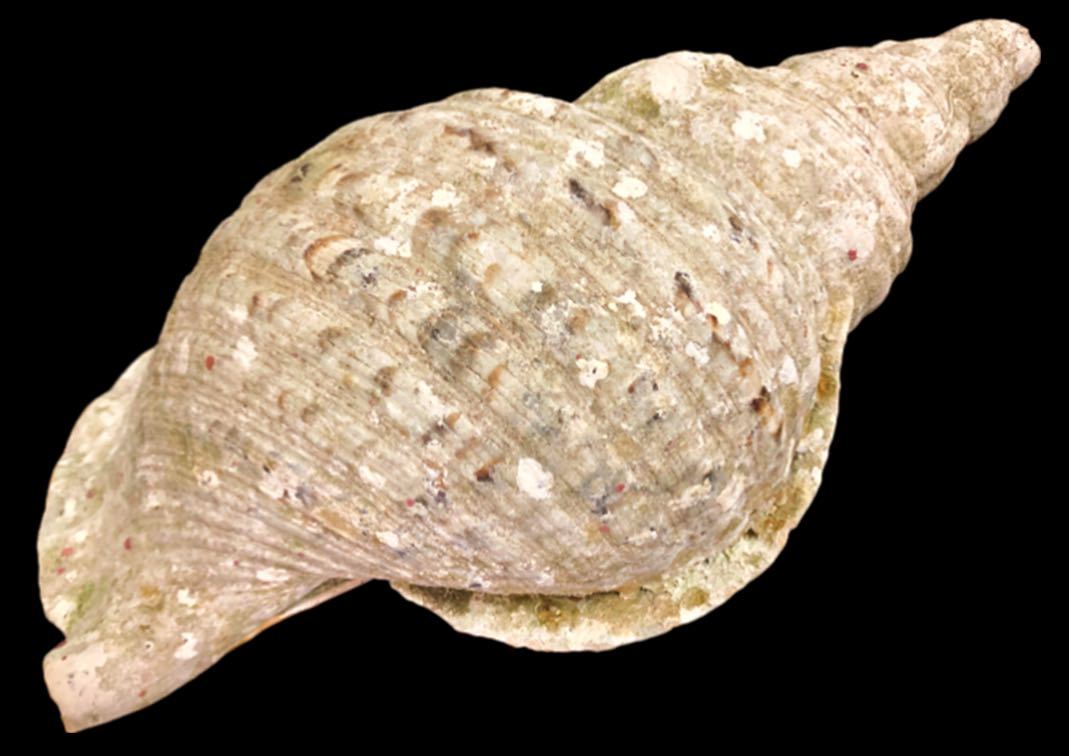 法螺貝 特大 約40cm級 超重量級 約1.5kg ホラガイ ホラ貝 ほら貝 貝