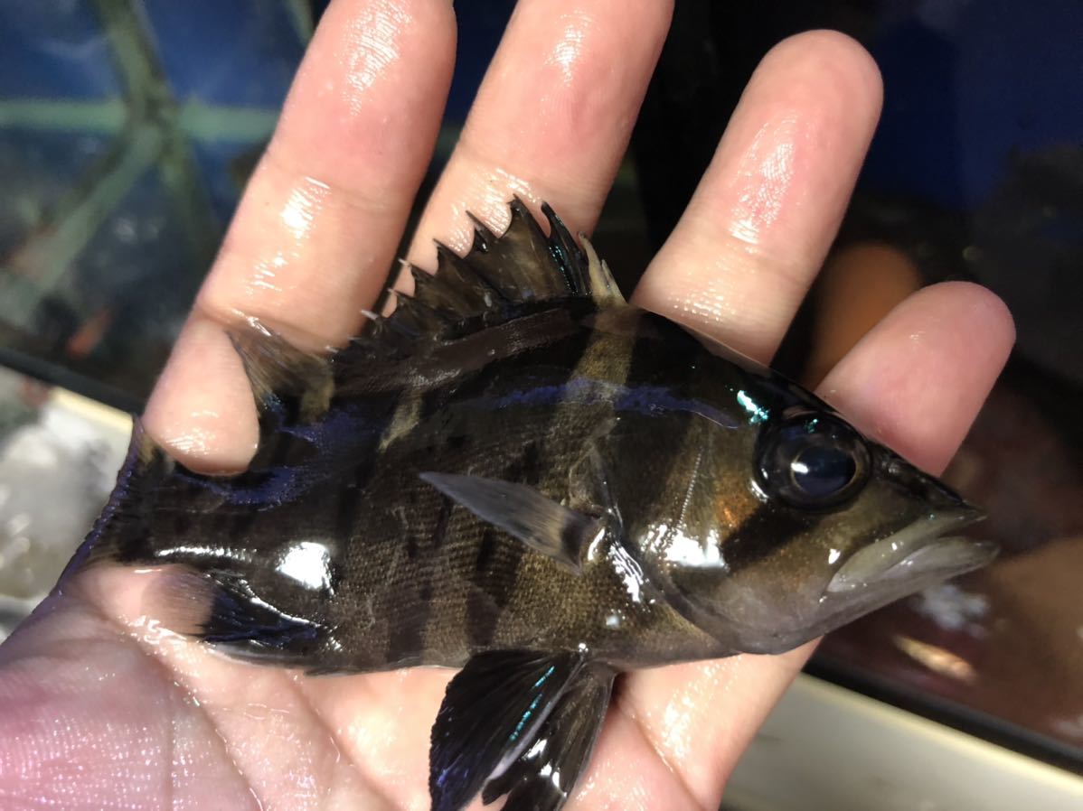 ダトニオ 3匹セット】ダトニオプラスワン スマトラ産 3-4cm 【公式通販】