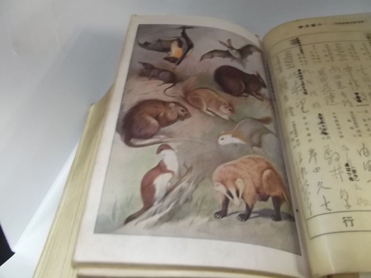 北隆館　日本動物図鑑　改訂増補 新日本動物図鑑 北隆館 日本動物図鑑 | 図鑑 下巻 ⁄ 公式通販