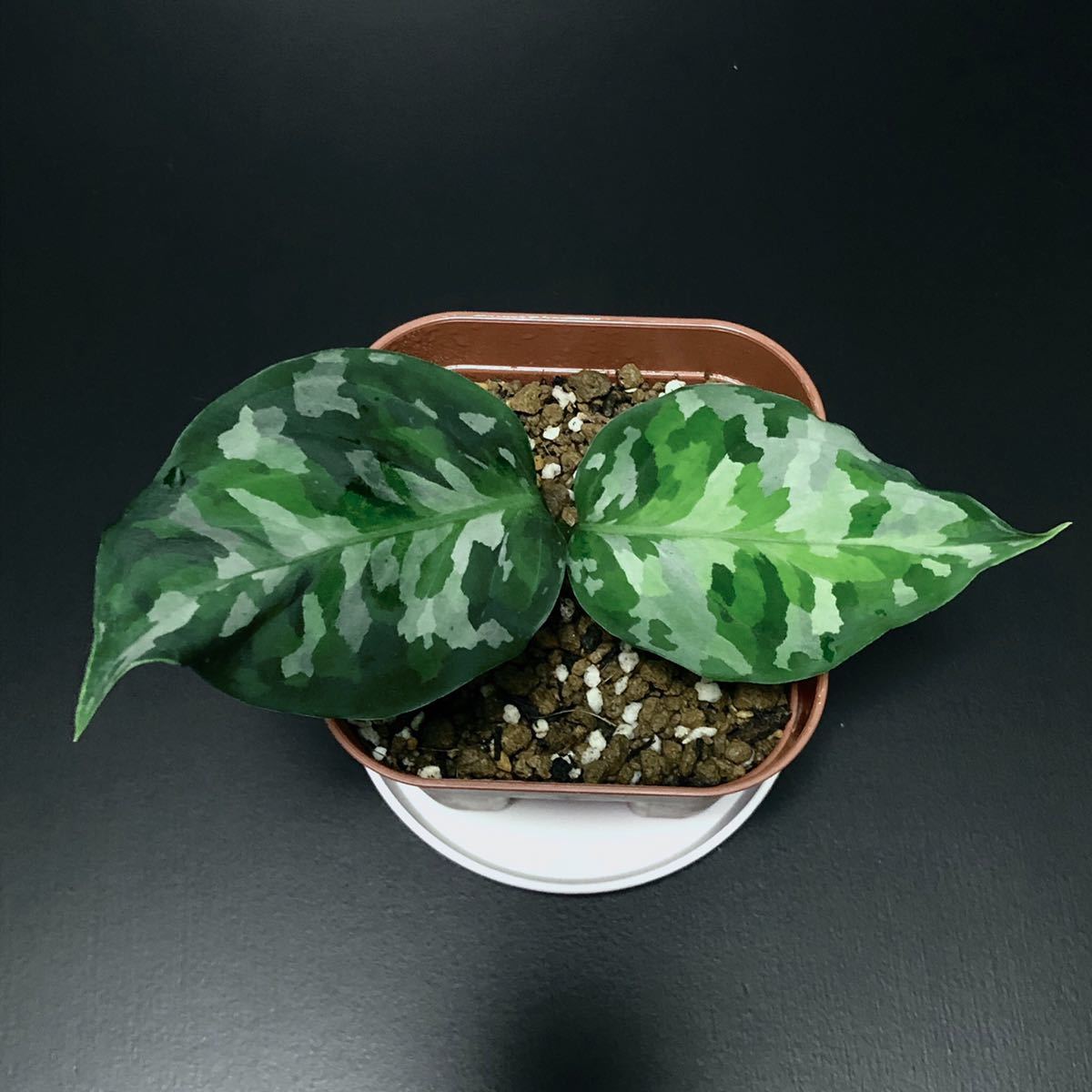 Pictum tricolor 極彩色 目 公式通販 ピクタム Aglaonema アグラオネマ 