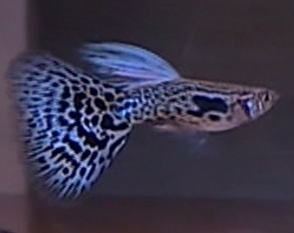 キングコブラHD系　２水槽分　(リボン含む) キングコブラ | 熱帯魚 キングコブラのリボン化 水槽 ペアの通信販売。(熱帯魚・水草