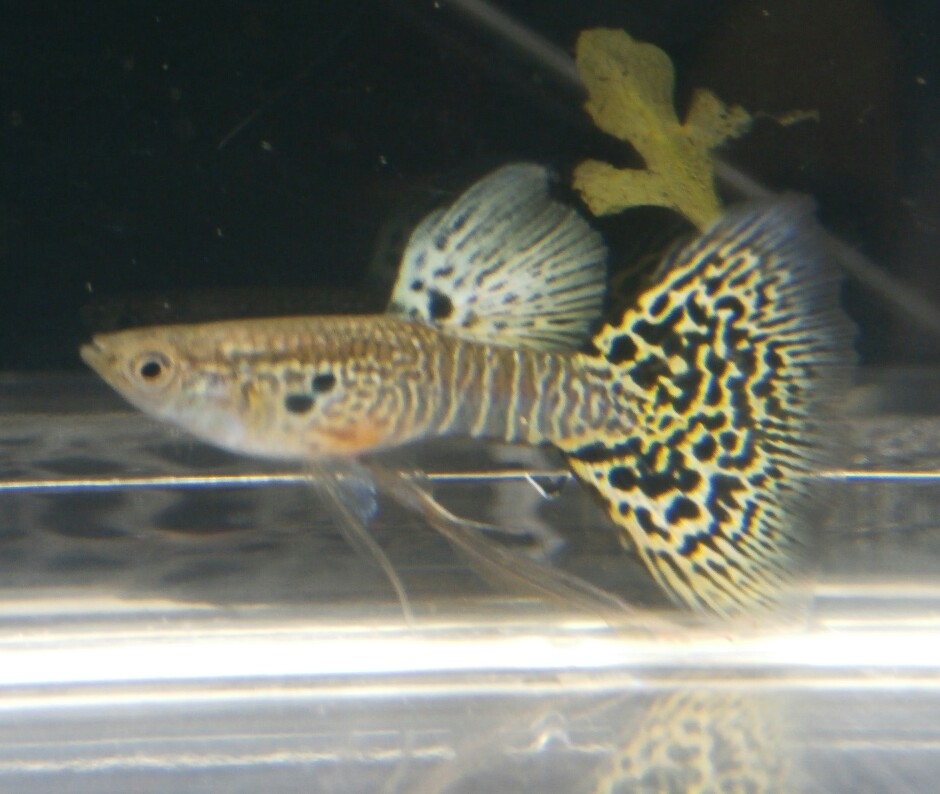 キングコブラHD系　２水槽分　(リボン含む) キングコブラ | 熱帯魚 キングコブラのリボン化 水槽 ペアの通信販売。(熱帯魚・水草