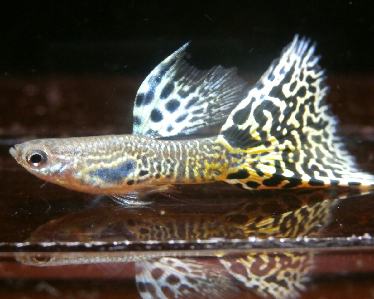 キングコブラHD系　２水槽分　(リボン含む) キングコブラ | 熱帯魚 キングコブラのリボン化 水槽 ペアの通信販売。(熱帯魚・水草