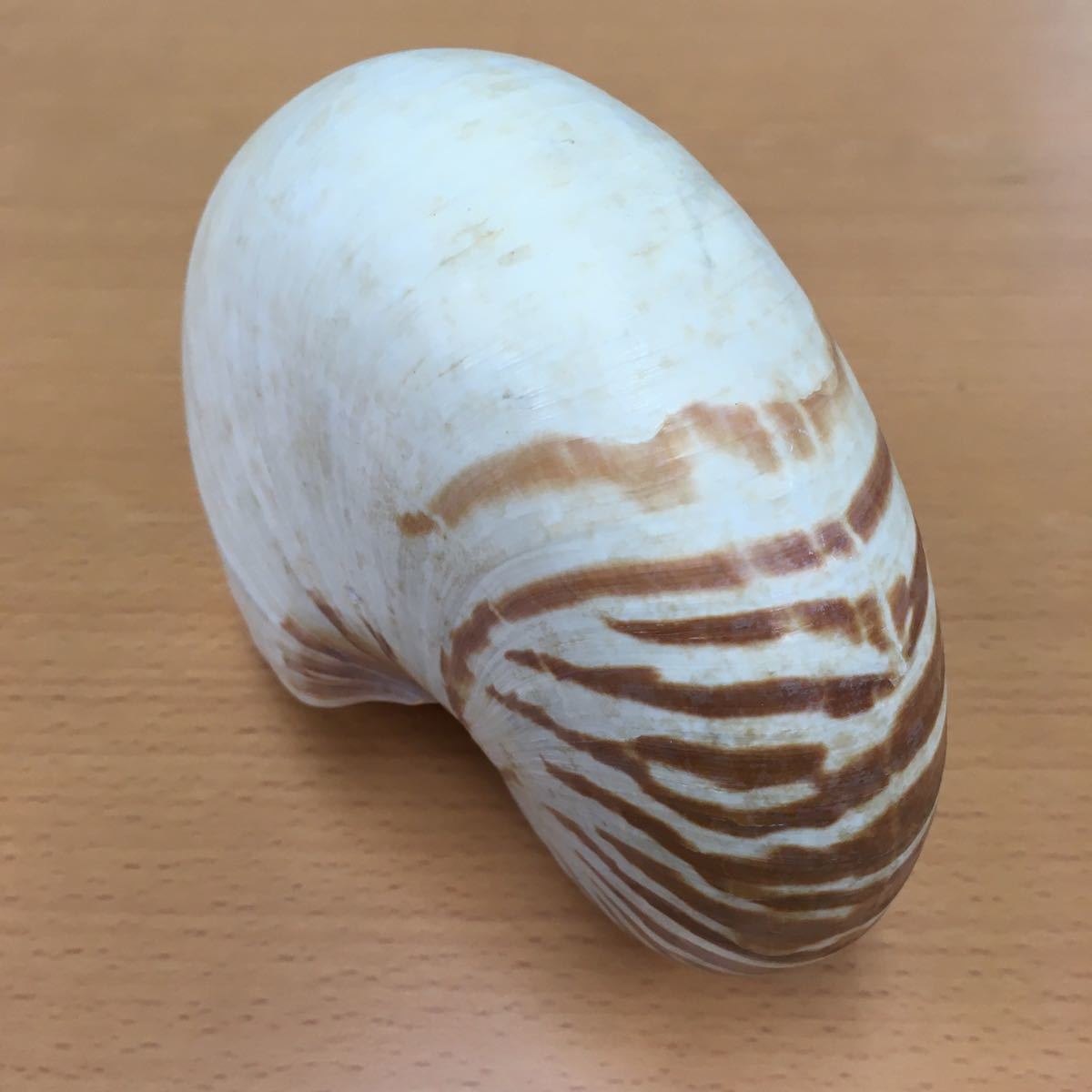 オウムガイ 貝殻 標本 オウム貝 - メルカリ オブシュ 約18cm オーム貝 