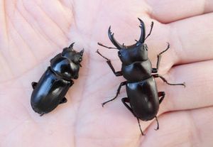 アカアシクワガタのYahoo!オークション(旧ヤフオク!)の相場・価格を