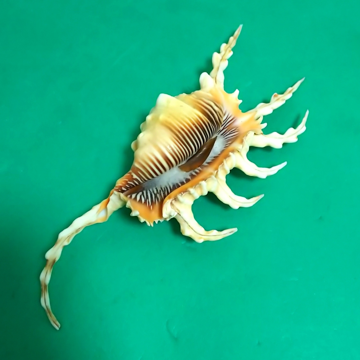 NO.40 河馬カバ牙 総重量 730g 鯨歯や象牙以上に硬質 漁具・疑似餌