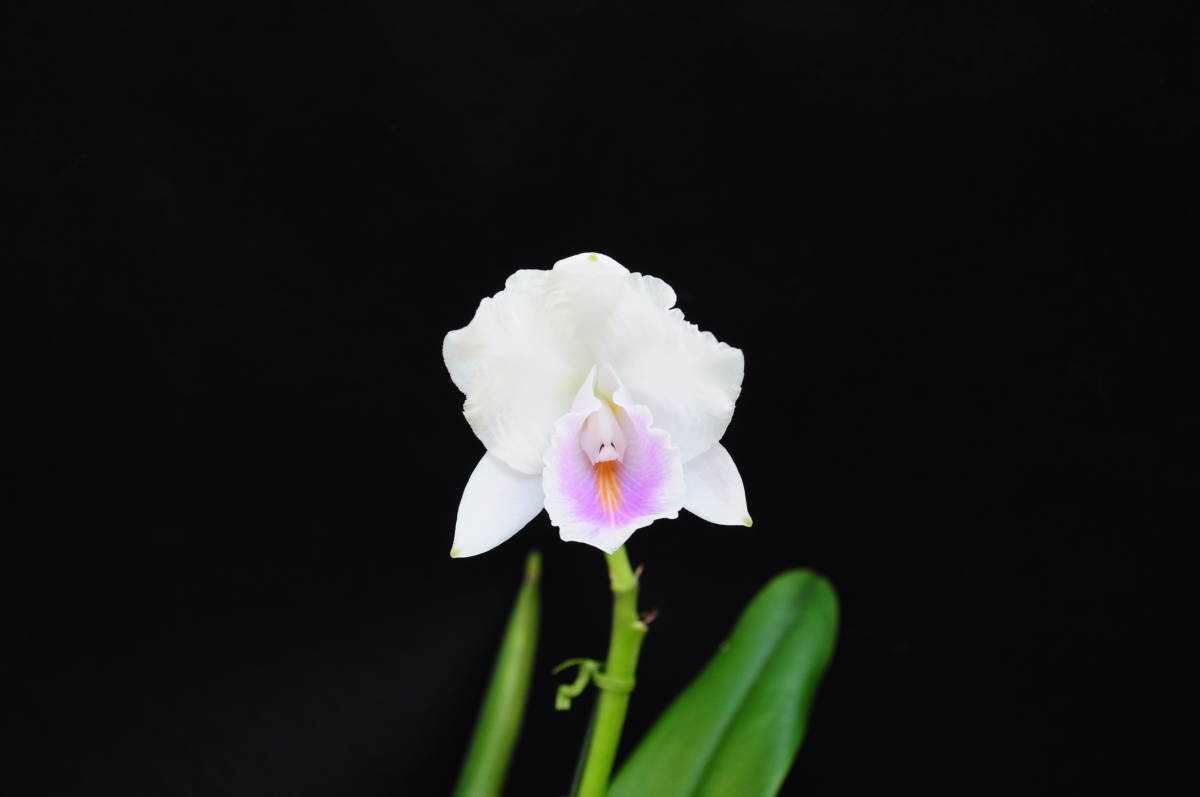 05.☆洋蘭カトレア原種☆C.quadricolor roxo-violeta'Angelica'(OG) 花