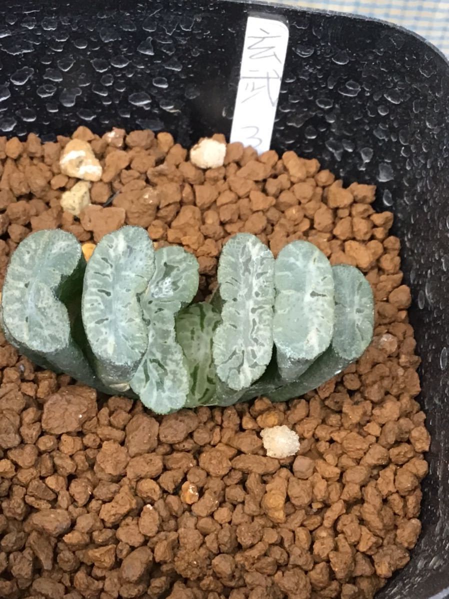 正規品，爆買い 多肉植物 ハオルチア 玉扇 玄武3(サボテン)｜売買されたオークション情報、yahooの商品情報をアーカイブ公開 - オークファン サボテン