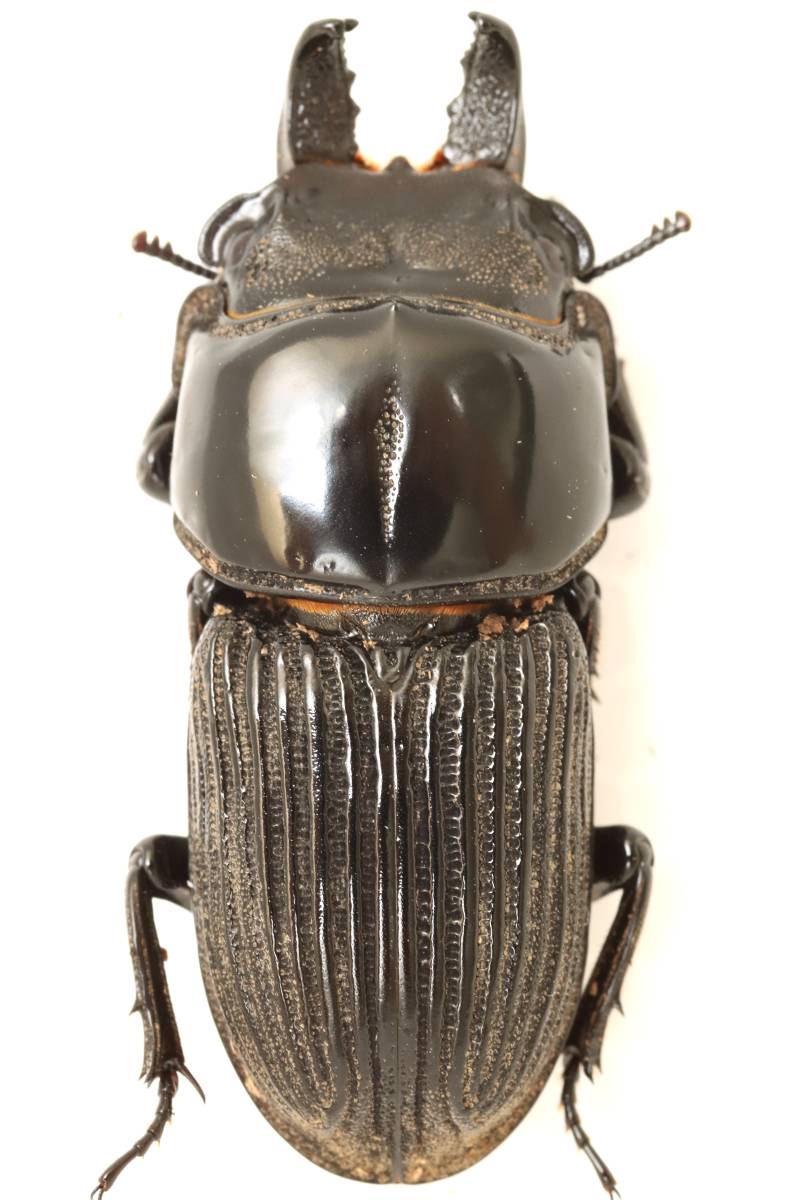 ヒョウタンクワガタ♂33.5mmペア