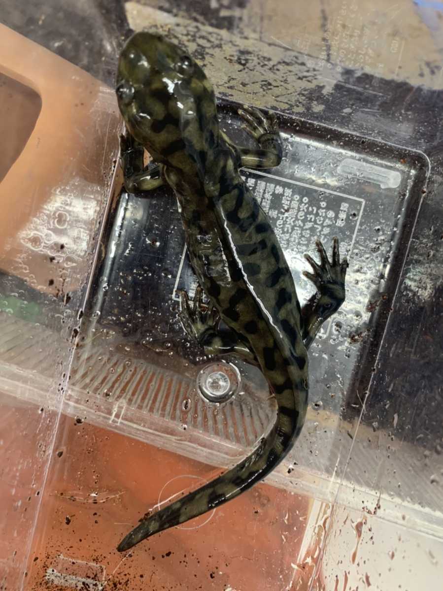 アメリカ産 トウブタイガーサラマンダー 約10 12cm 九州地方 沖縄県 北海道には発送出来ません イモリ サラマンダー 売買されたオークション情報 Yahooの商品情報をアーカイブ公開 オークファン Aucfan Com