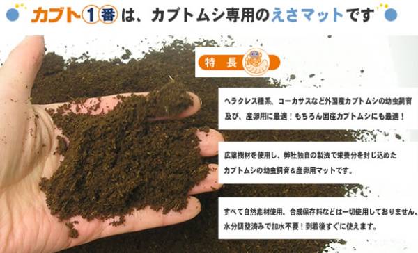 フォーテック 10L 産卵1番 フォーテック製 カブト 1番 （5袋入）※商品