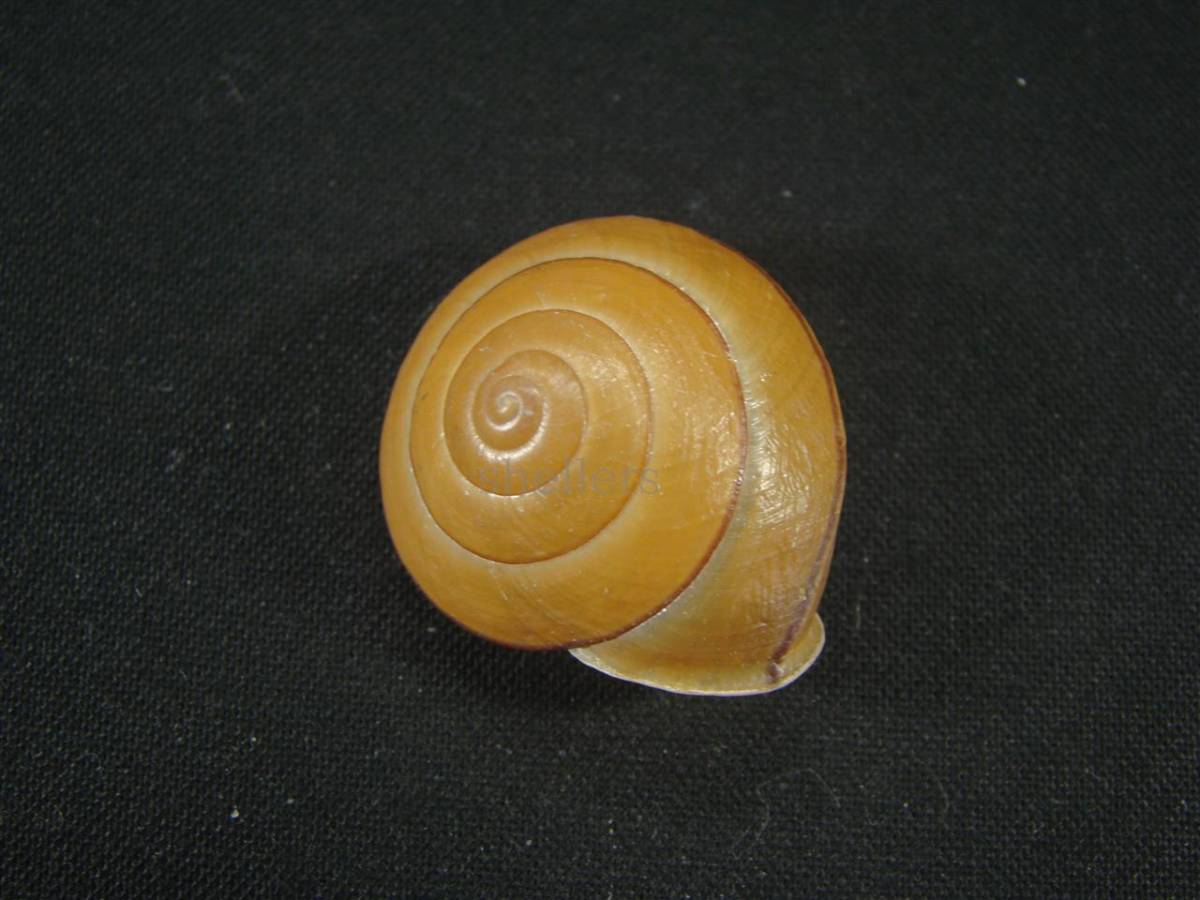 貝 標本 台湾産カタツムリ（Satsuma carinatus） 貝殻標本 カタツムリ