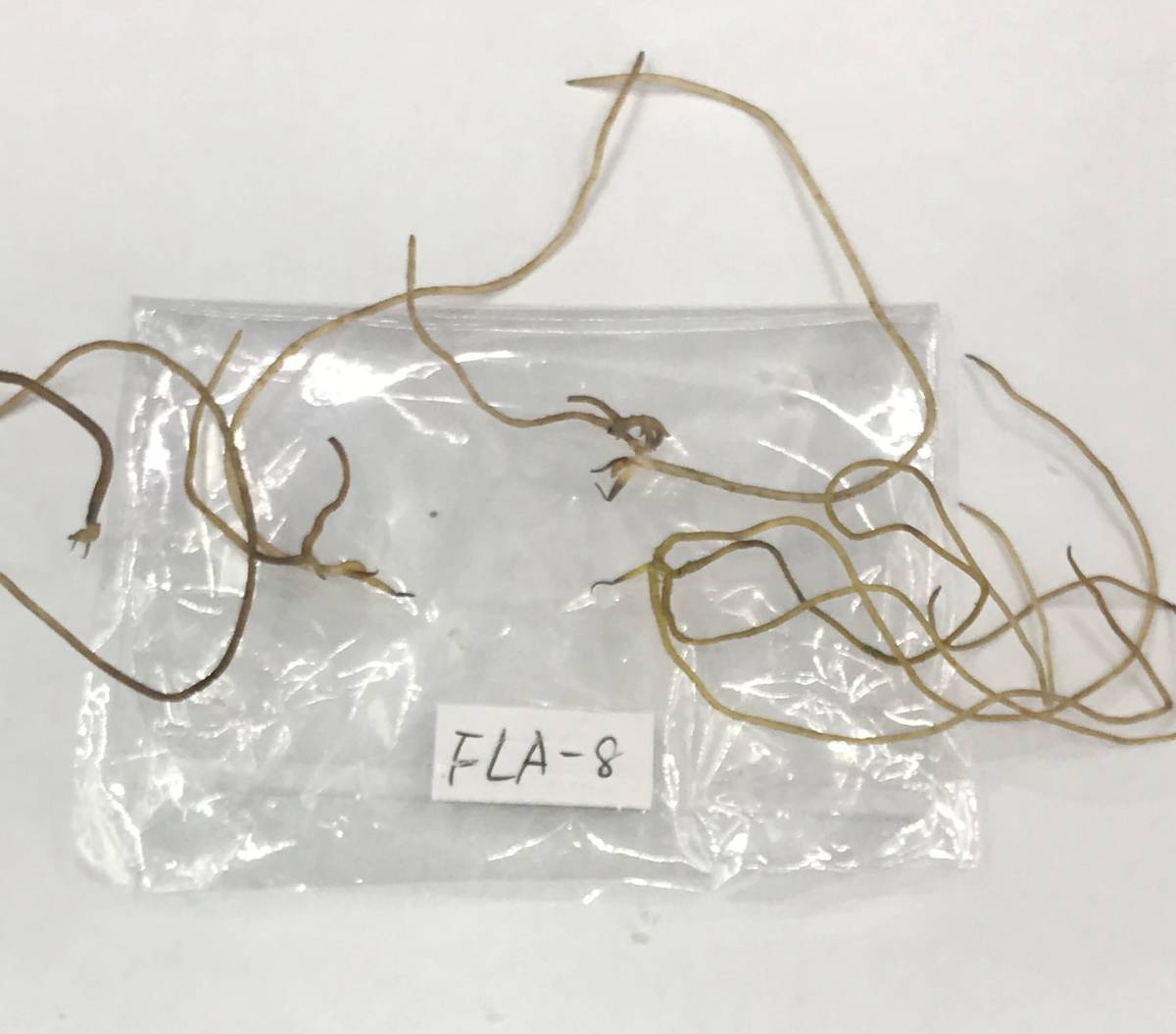 | - 山野草 白花 価格.com 山野草」の人気商品一覧・価格比較 生花 春の山野草 道南四季の杜公園 北海道立 自生する樹木・野草 青葉 3.5号 モンローホワイト 苗 結いのはな