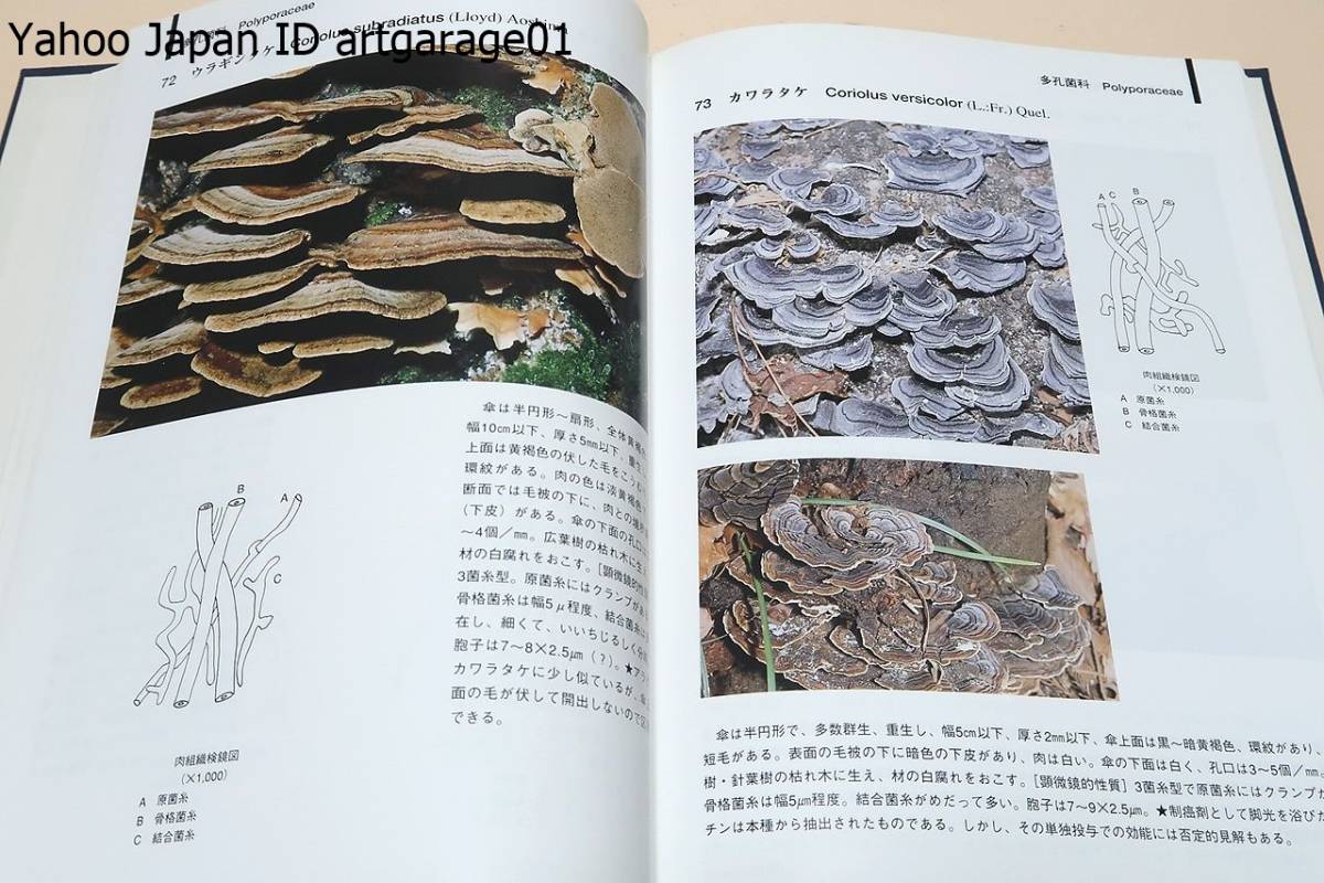 猿の腰掛け類きのこ図鑑/サルノコシカケ類のキノコ200種の図鑑・1頁に1