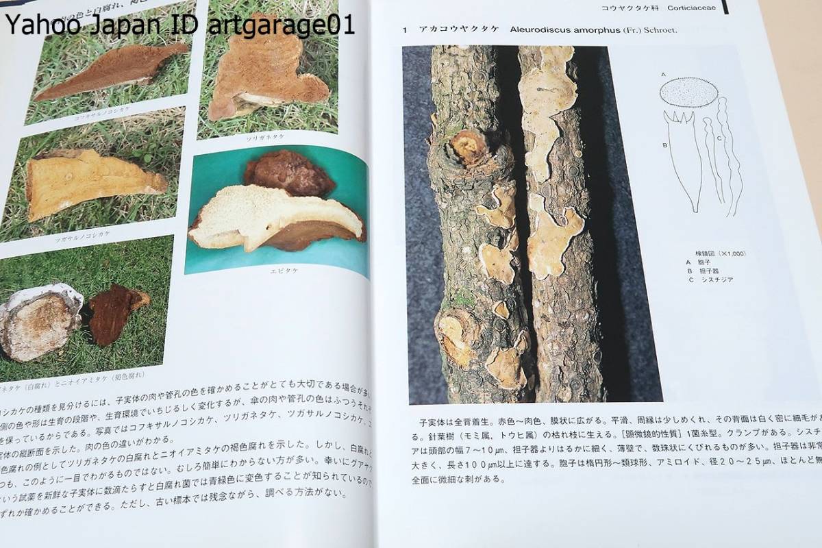 猿の腰掛け類きのこ図鑑/サルノコシカケ類のキノコ200種の図鑑・1頁に1
